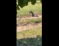 Wild squirrel runs with muskrat on mouth