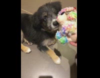 Girl colorful stuffed animal grey brown puppy 