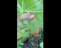 Woman pulls giant carrot out of ground