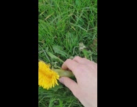 Dandelion shaped oval 