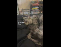 Pet Cat Lays Comfortably on Soft Bed