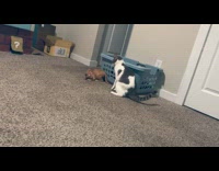 Orange kitten run towards older cat play