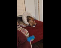 Dog chew refuse to let go sock