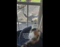 Cat watches bulldozer excavator at window