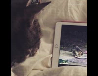 [Third Party] grey cat on bed watching other cats on ipad 