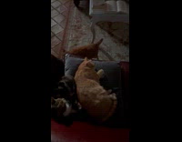 Orange cat suddenly fell over on side sofa