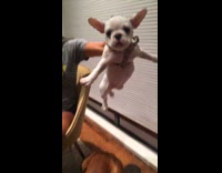 MUSIC white dog carried down to floor by harness 