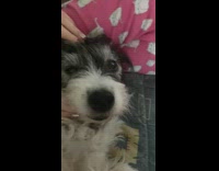 Pet dog cries and howl when it hears the phone