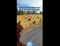 Woman riding horse being followed by herd of cows 