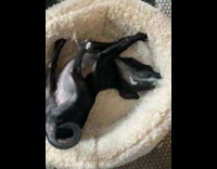 Collab Pets For All - Black dog bites and rips bed