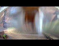 Wet camera footage cat look like ghost