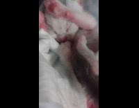 Submitter shows rescued newborn kitten