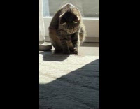 Cat plays with rubber band near window