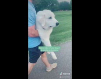 White dog two vs six months guy