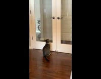 Pet cat jumps and opens the door