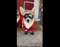 Couple and two corgi dogs wear squid game costumes