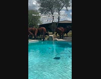 Pool cleaner cow falls into pool