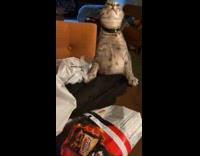 Cat head froze up fell on table