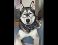Grey husky dog round glasses falls asleep 