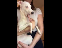 White dog yawns scratched