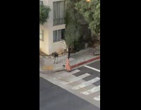 Girl in pink dress crossing street in crosswalk