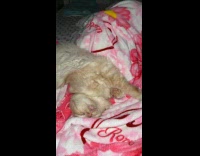 Cat sleeping in funny position