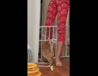 Blind kitten jumps over gate and in door