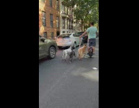 Guy walks dogs while riding hoverboard in street