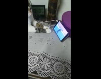 Cat watch tom and jerry on phone