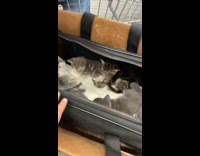 Kittens abandoned in shopping cart at Walmart 