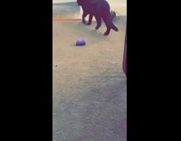 Cats scratch at floor and sniff purple ball