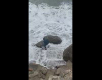 Guy blue shirt gourd knocked by waves