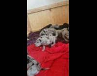 Litter of grey black newborn puppies bark 