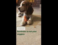 Brown white puppy dog holds eats carrot 