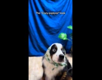 Compilation of Bandana styles on pet dog