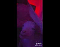 White goat under blanket 