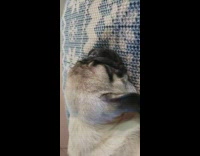 Pug dog makes bubble noise in sleep