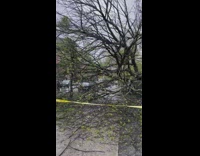 Firefighters cleaning up fallen tree from weather