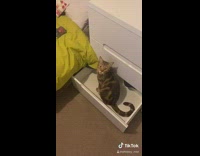 Brown cat whiskey sits open white drawer 