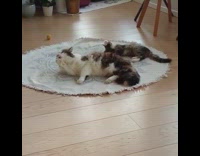 Cat and kitten both groom their paws 