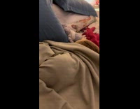 Dog covered in blanket peeks at owner