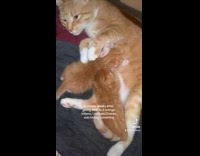 Collab ClipsIG - Two mother cat take care of kitten