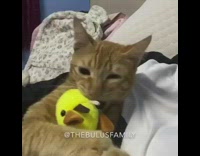 Brown cat plays with yellow giraffe toy 