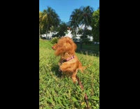 Brown dachshund dog sits eyes closed grass 