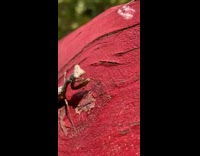 Brown preying mantis bug red wood railing