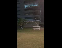 Guy pulls and bends down entire tree