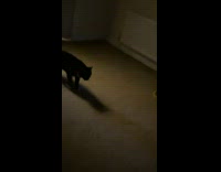 Girl pets cat then cat fights another cat