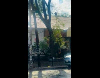 Trees fell on street after thunderstorm