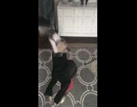 Dog wear black shirt jump up vertically