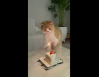 Fluffy Cat Blows Birthday Candles Out with Paws 